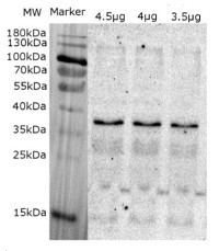 Lhcb5 | CP26 (Lhcb5) homolog (Ostreococcus tauri) in the group Antibodies Plant/Algal  / Photosynthesis  / LHC at Agrisera AB (Antibodies for research) (AS09 513)